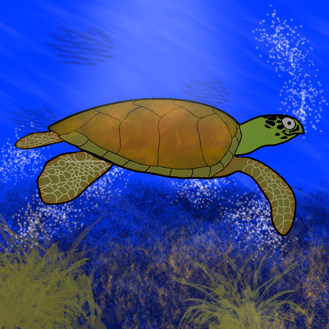 turtle